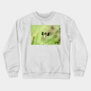 Whitetail Dragonfly by Debra Martz Crewneck Sweatshirt